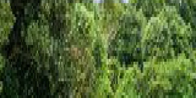 Subaru Crosstrek 2024 Subaru  Crosstrek - 2